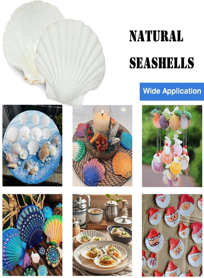 YUNMOE 12PCS Large Natural Scallop Shells 4''-5'' White Sea Shells for DIY Craft Making, Hand Painting, Ocean Themed Party and Home Décor - Image 5