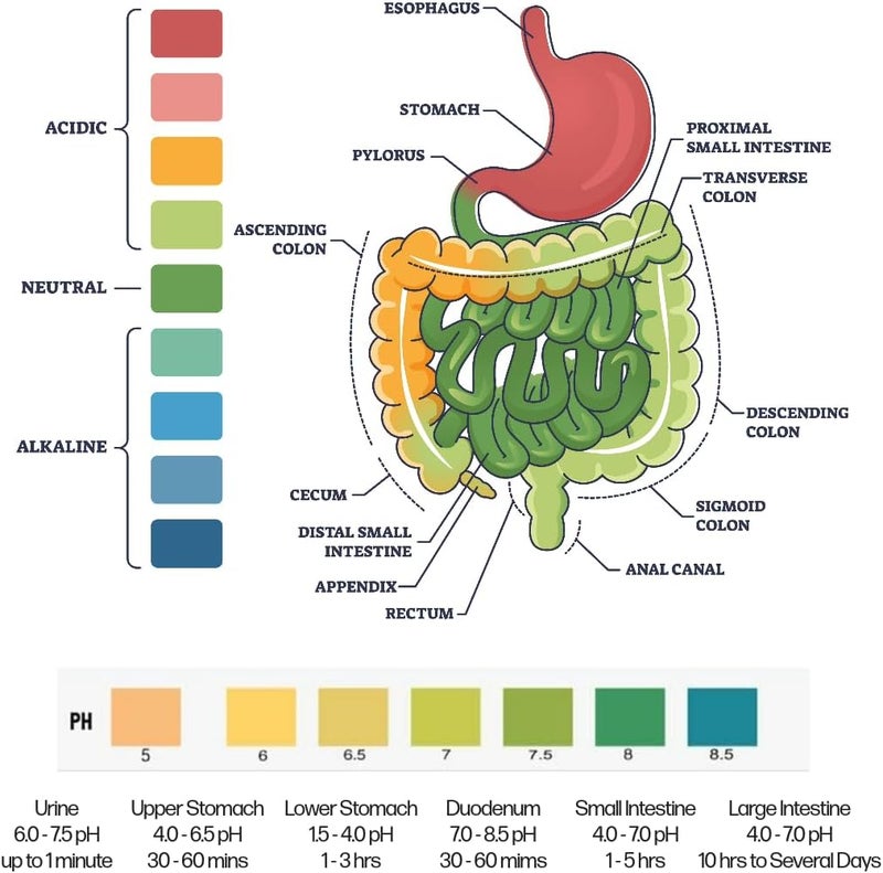 One Step pH Urine Test Strips for Easy Monitoring Accurate and Reliable Range 5085 100 Testing Strips - Image 3