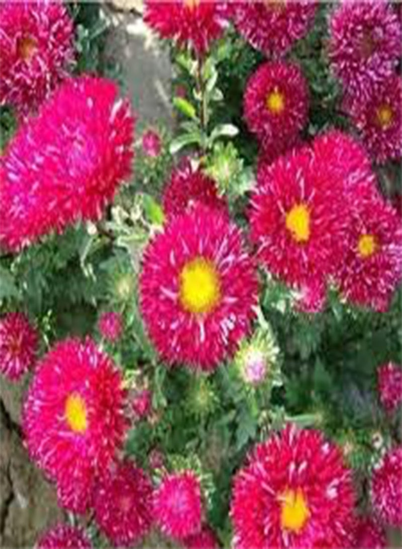 GGOOT seeds Fresh 200 pcs Aster CALLISTEPHUS Flower Seeds for Planting Pink