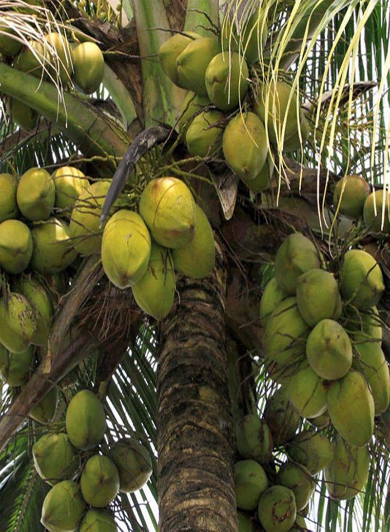 جي جوت 20 قطعة من بذور شجرة جوز الهند، نبات معجزة عملاق، فاكهة استوائية غنية بالعناصر الغذائية - Image 3