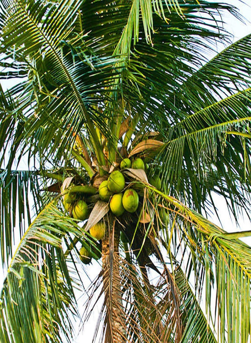 جي جوت 20 قطعة من بذور شجرة جوز الهند، نبات معجزة عملاق، فاكهة استوائية غنية بالعناصر الغذائية - Image 5