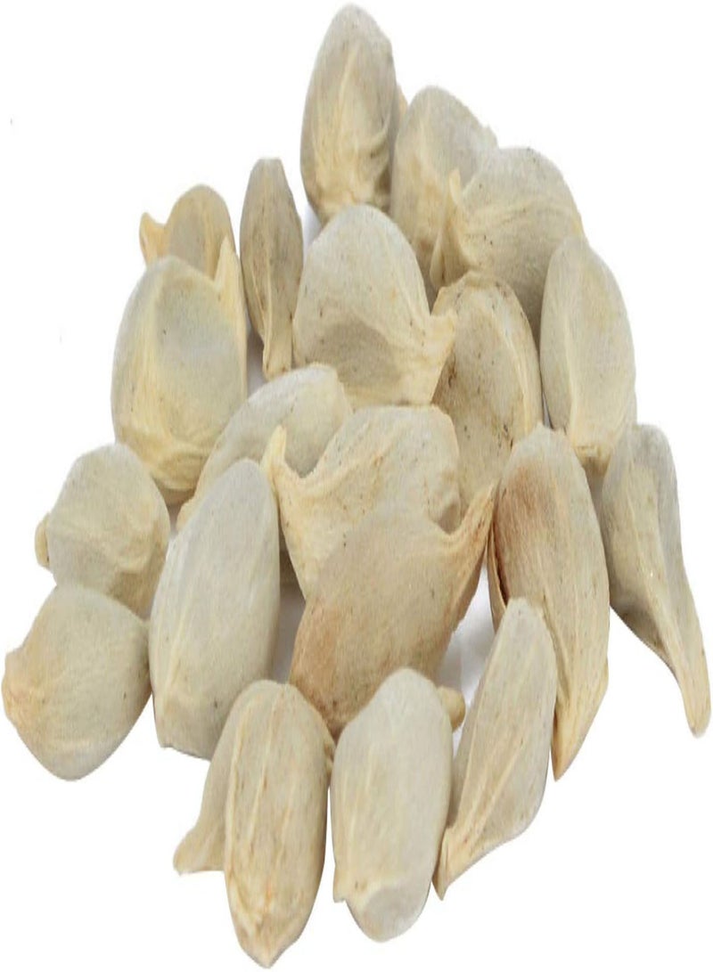 جي جوت 20 قطعة من بذور شجرة جوز الهند، نبات معجزة عملاق، فاكهة استوائية غنية بالعناصر الغذائية - Image 1