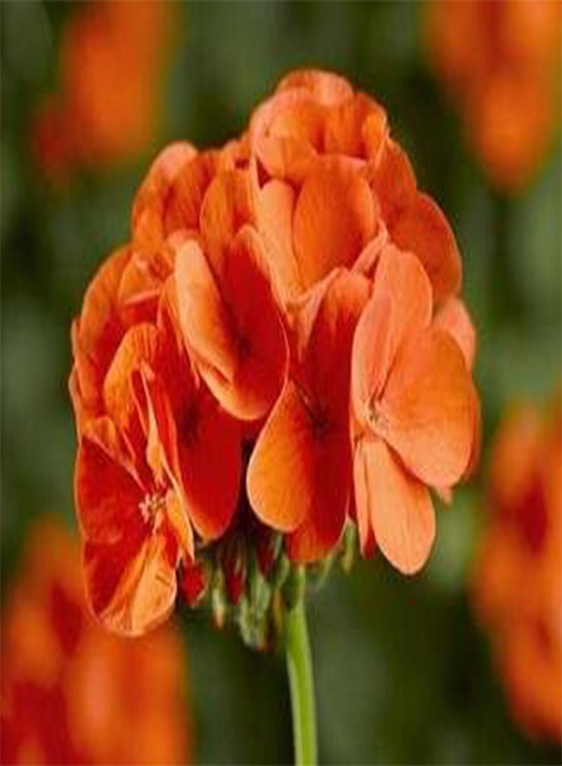 GGOOT Geranium Pinto Premium Orange 100 Seeds