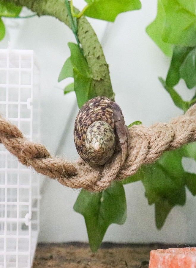 Neeenn Hermit Crab Climbing Toys, Reptile Rope Ladder Supplies, Tank Aquarium Terrarium Vines Accessories, Habitat Decor for Lizards Geckos Snakes Bearded Dragon - Image 5