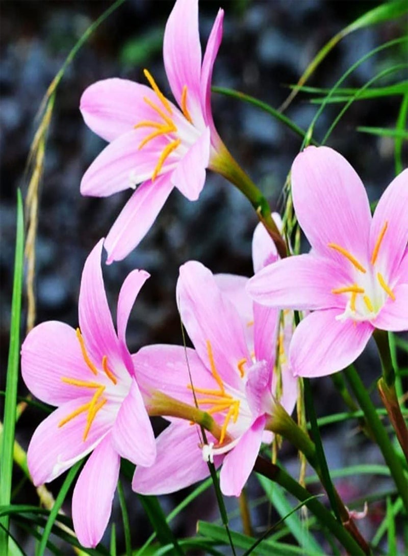 GGOOT 6pcs Pink Zephyranthes seeds Special Variety Perennial Herb Flower for Balcony Farm Window Sill Planting Smell Fresh Wide Range Uses Charming Decoration - Image 1