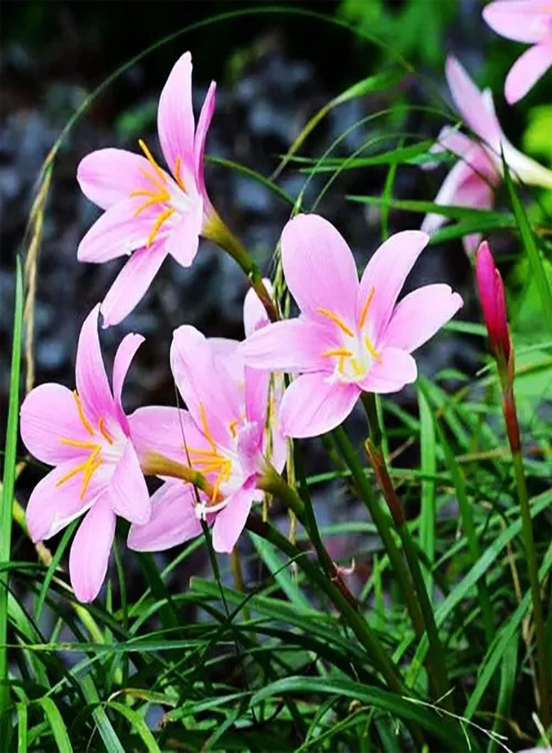 GGOOT 6pcs Pink Zephyranthes seeds Special Variety Perennial Herb Flower for Balcony Farm Window Sill Planting Smell Fresh Wide Range Uses Charming Decoration - Image 2