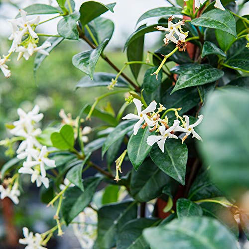 PERFECT PLANTS سماد الياسمين السائل من بيرفكت بلانتس | 8 أونصات من غذاء الياسمين المركز الممتاز للداخل والخارج | استخدمه مع الياسمين العطري والمزهر | معزز الإزهار - Image 4