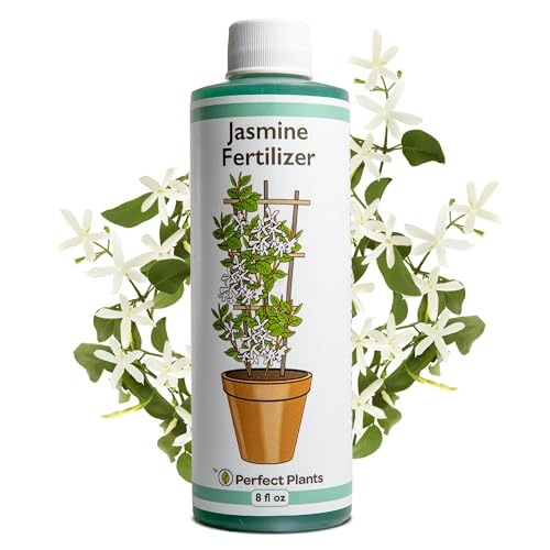PERFECT PLANTS سماد الياسمين السائل من بيرفكت بلانتس | 8 أونصات من غذاء الياسمين المركز الممتاز للداخل والخارج | استخدمه مع الياسمين العطري والمزهر | معزز الإزهار - Image 1