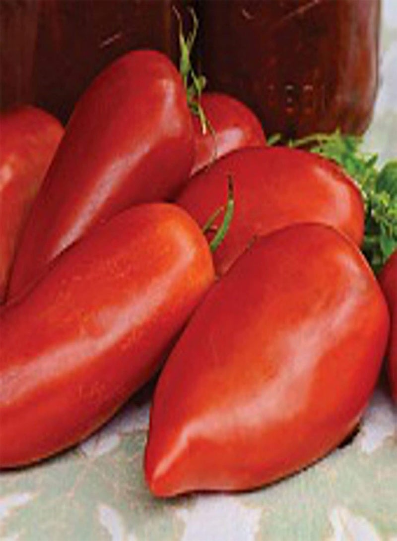 GGOOT Jersey Devil Tomato Seeds (25 Seed Packet) (More Heirloom, Organic, Non GMO, Vegetable, Fruit, Herb, Flower Garden Seeds at )