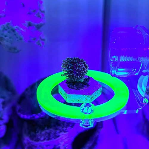 kcrygogo Coral Frag Holder Acrylic Coral Rack with Powerful Suction Cup Suitable for Household Fish Tanks (4pcs Fluorescent Four-Color Single-Hole Acrylic Stand) - Image 2