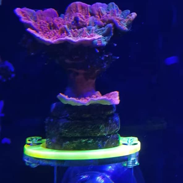kcrygogo Coral Frag Holder Acrylic Coral Rack with Powerful Suction Cup Suitable for Household Fish Tanks (4pcs Fluorescent Four-Color Single-Hole Acrylic Stand) - Image 4