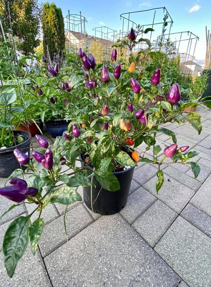 GGOOT Hot   Seeds (CHK)  (Chinese FIVE-COLOR, 100 Seeds) - Image 2