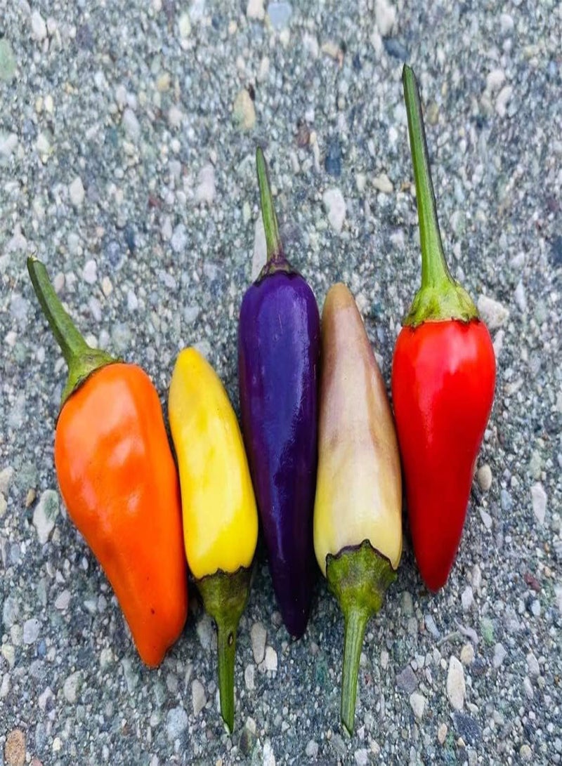 GGOOT Hot   Seeds (CHK)  (Chinese FIVE-COLOR, 100 Seeds) - Image 1