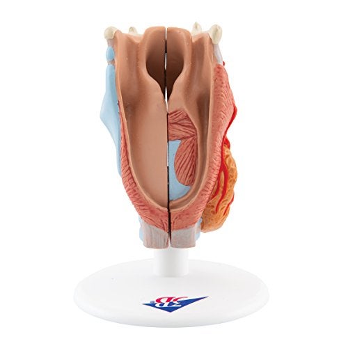 3B Scientific G22 Larynx 2-Part - 3B Smart Anatomy - Image 4