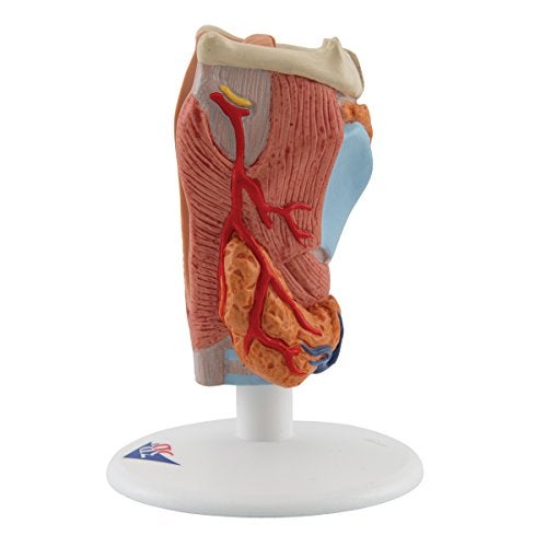 3B Scientific G22 Larynx 2-Part - 3B Smart Anatomy - Image 5