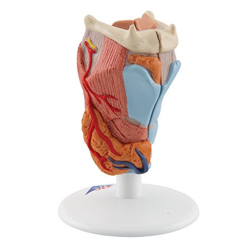 3B Scientific G22 Larynx 2-Part - 3B Smart Anatomy - Image 2