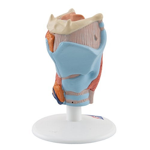 3B Scientific G22 Larynx 2-Part - 3B Smart Anatomy - Image 3