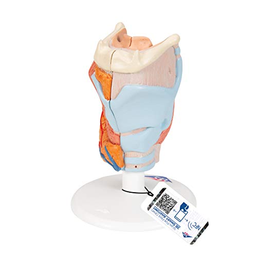 3B Scientific G22 Larynx 2-Part - 3B Smart Anatomy - Image 1