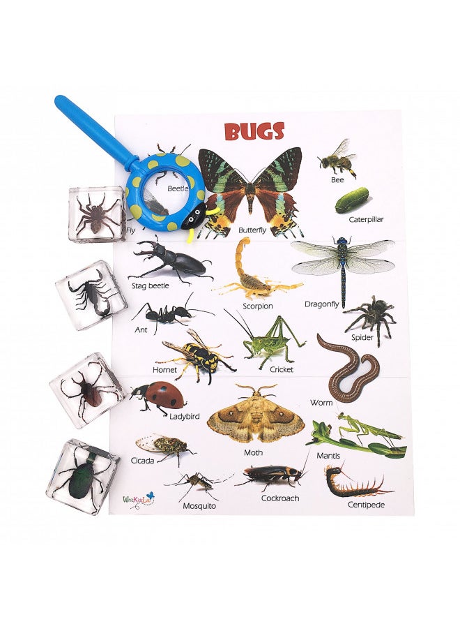 WhizKidsLab 4 Real Bugs Insect Arachnid Resin Specimen STEM Set Magnifier Fun Fact Sheet Poster  - Image 3