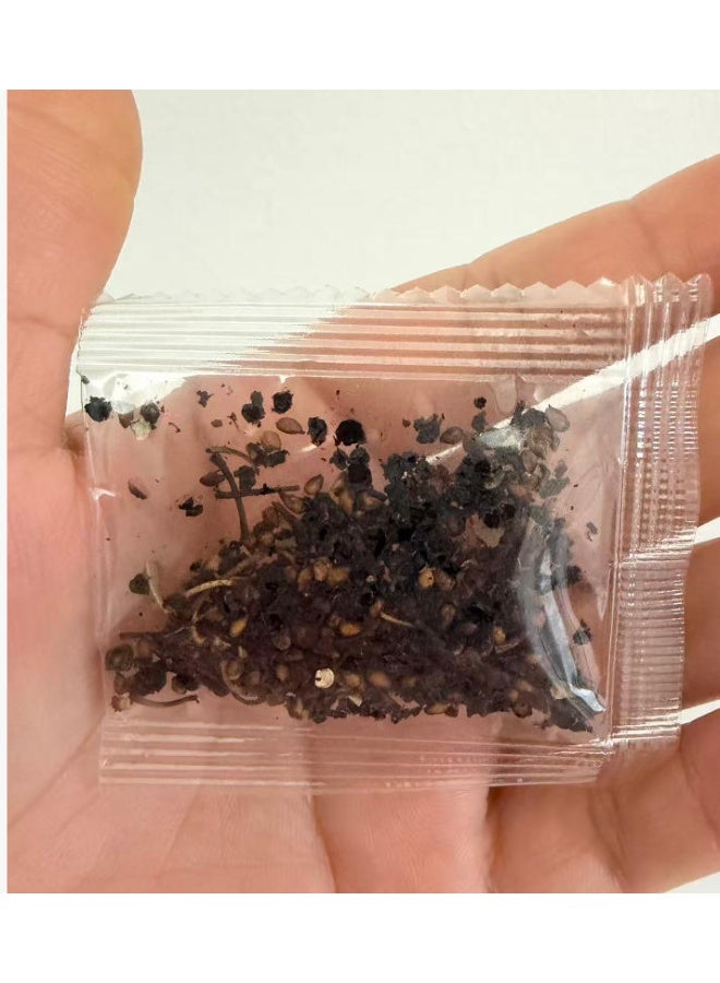 LATEEN 100 Pcs Long Mulberry Seeds, Large Super Sweet Non-GMO Bonsai Tree Fruit Seeds for Garden - Image 4