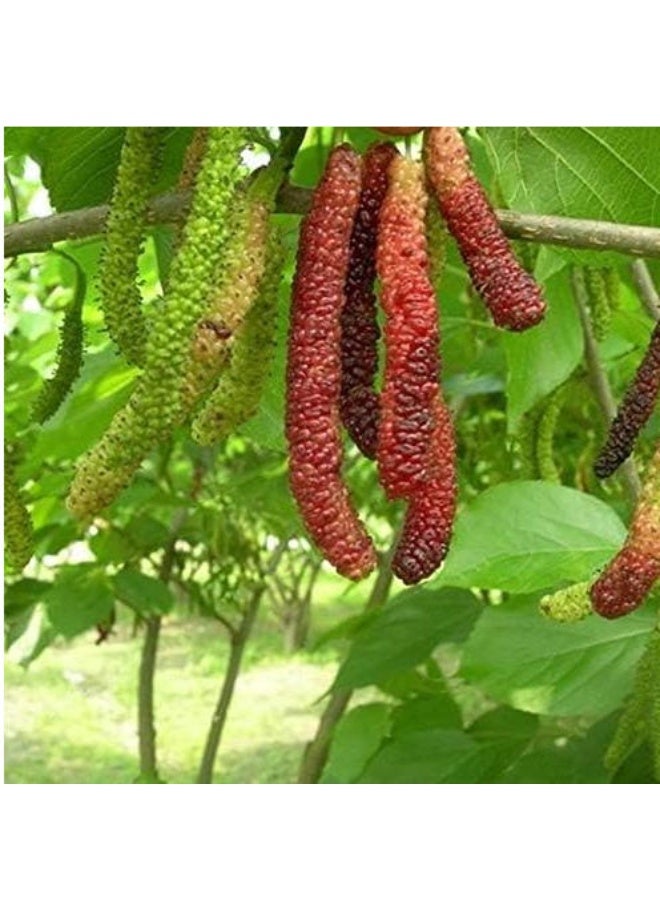LATEEN 100 Pcs Long Mulberry Seeds, Large Super Sweet Non-GMO Bonsai Tree Fruit Seeds for Garden - Image 2