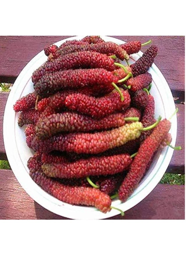 LATEEN 100 Pcs Long Mulberry Seeds, Large Super Sweet Non-GMO Bonsai Tree Fruit Seeds for Garden - Image 1