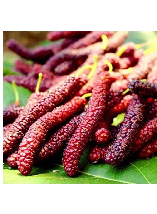 LATEEN 100 Pcs Long Mulberry Seeds, Large Super Sweet Non-GMO Bonsai Tree Fruit Seeds for Garden - Image 3