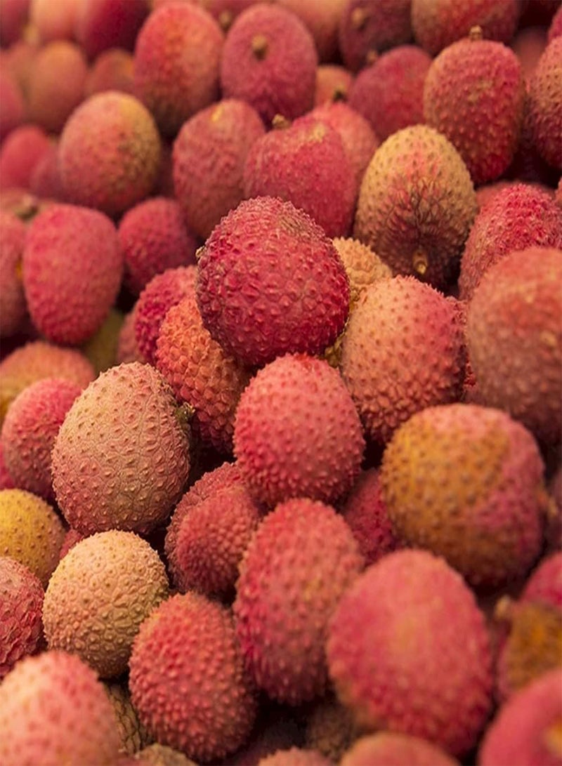 جي جوت 15 قطعة من بذور الليتشي غير المعدلة وراثيًا سهلة الزراعة في الداخل والخارج، مجموعة واسعة من الاستخدامات، توضع في غرفة المعيشة كشجرة فاكهة مزخرفة - Image 1