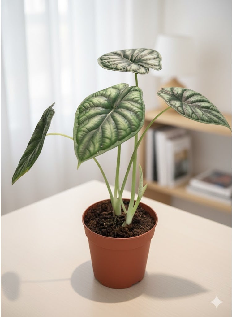 Live Alocasia ‘Dragon Scale’ Exotic Indoor Plant in Nursery Pot, Rare Houseplant