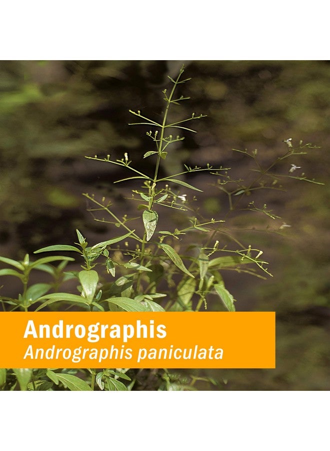 HERB PHARM Andrographis Liquid Extract For Immune System Support 4 Ounce - Image 3