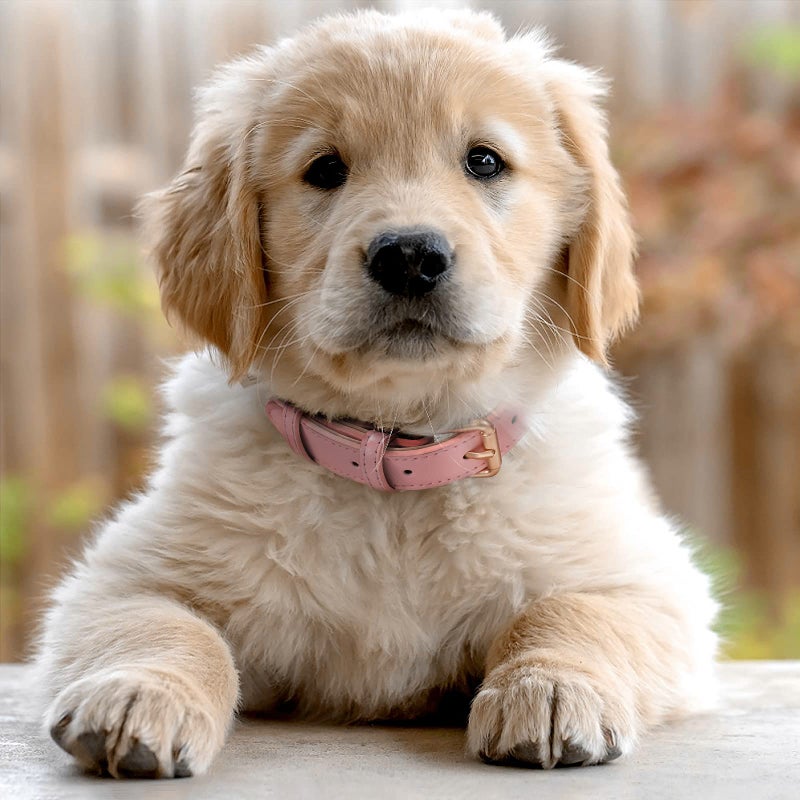 WHIPPY Leather Dog Collar for Small Medium Large Dog Adjustable Soft Breathable Leather Padded Puppy Collar with Alloy Buckle Heavy Duty Waterproof Classic Dog Pet Collar,Pink,M - Image 4