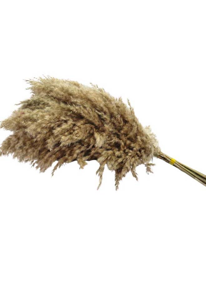 Generic Stems Beautiful Natural Dried Pampas Grass Decor 60-90  - Image 2