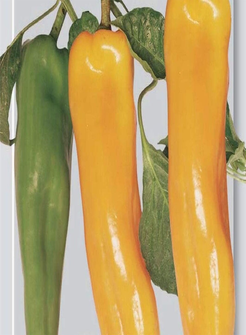 GGOOT Seeds of Pepper Corno Giallo