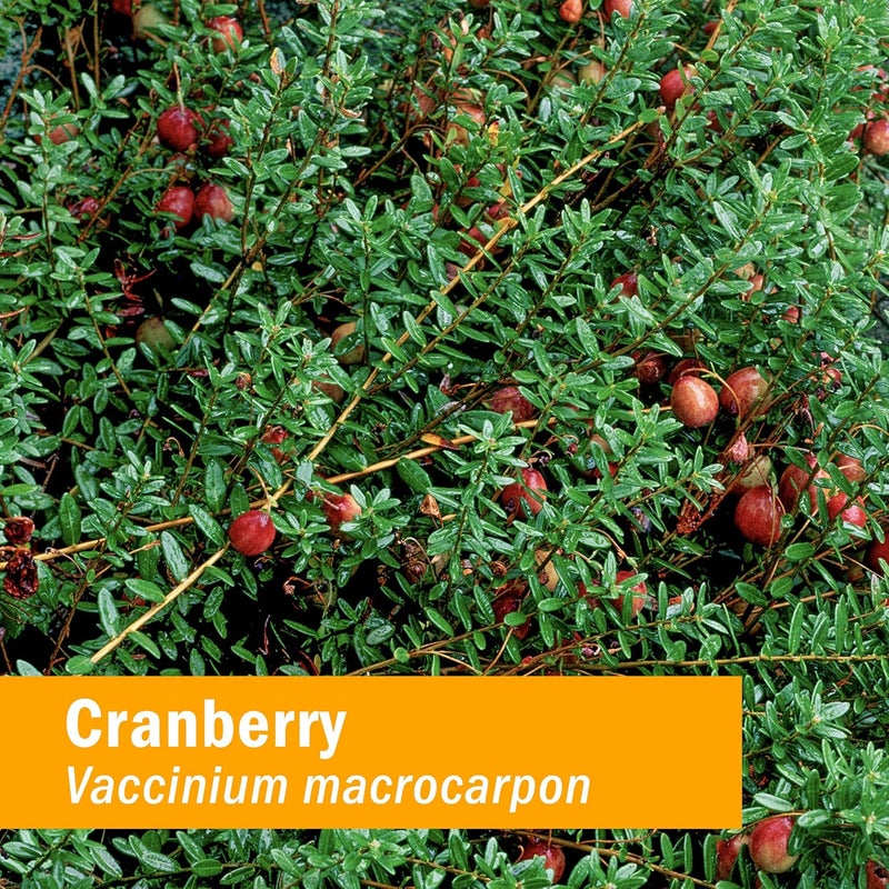 HERB PHARM مستخلص سائل من التوت البري العضوي المعتمد من هيرب فارم لدعم الجهاز البولي 1 أونصة - Image 2