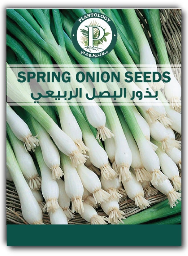 ماركة غير محددة بذور البصل الربيعي للزراعة - بذور البصل 