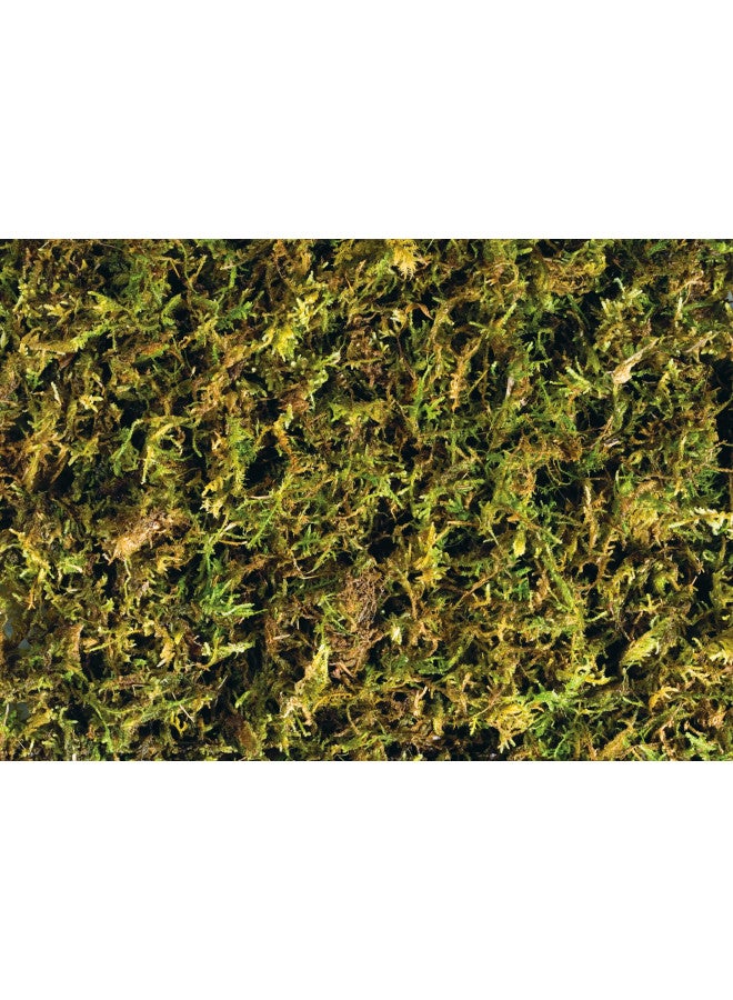 Exo Terra Forest Plume Moss, 7 Quarts, 2-Pack - Image 2