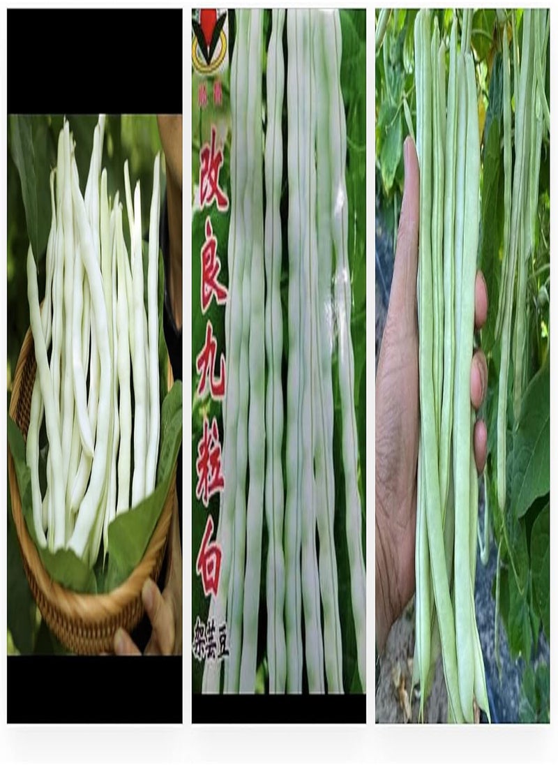 GGOOT 60 Seeds BAI BU LAO  Romano Pole Bean Seeds 九粒白 白不老 架芸豆 Phaseolus vulgaris Favorite  Pole Bean White Seeds Diaspora Asian Seeds 