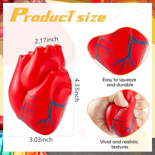 Hungdao Anatomy Stress Set 2 Pieces Heart with Brain PU Foam Stress Ball Fake Healthcare Anatomy Ball for ReliefRed - Image 5