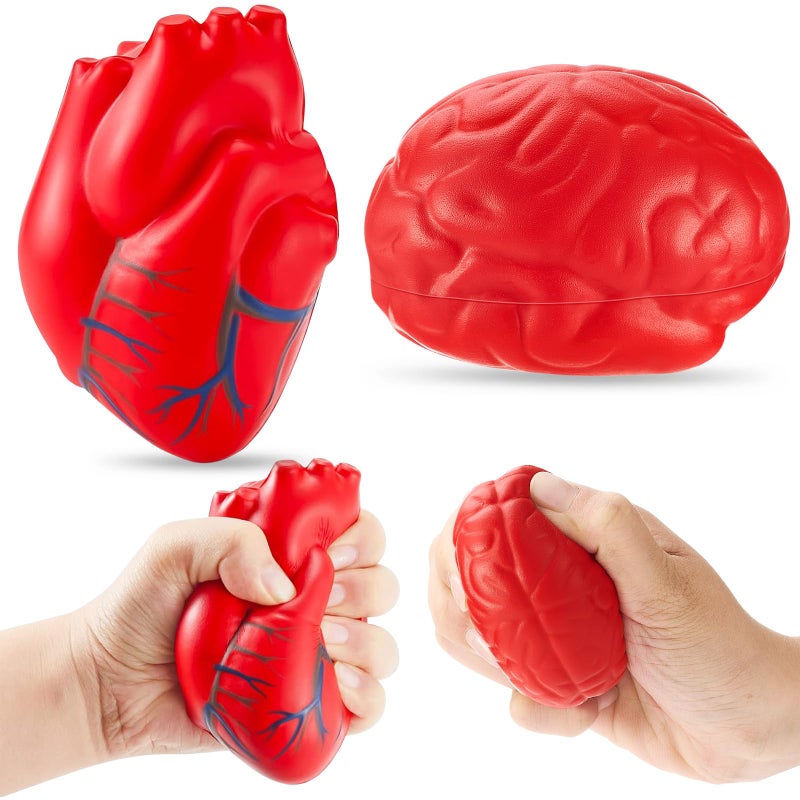 Hungdao Anatomy Stress Set 2 Pieces Heart with Brain PU Foam Stress Ball Fake Healthcare Anatomy Ball for ReliefRed - Image 3