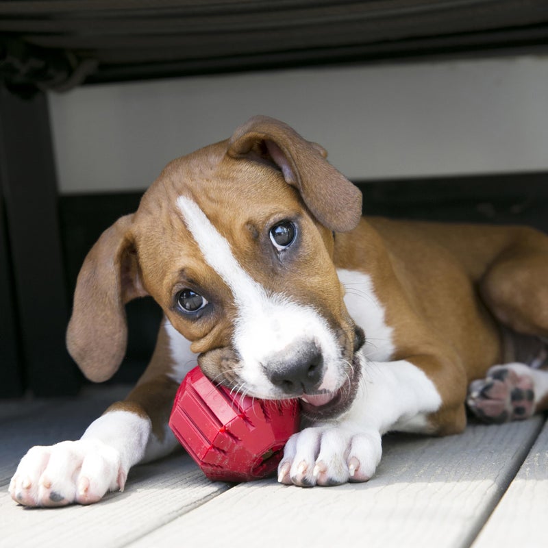 KONG Stuff-A-Ball - Durable Chew Toy for Dogs - Natural Rubber Dog Toy for Dental Health - Pet Toy for Chewing & Teeth Cleaning - Stuffable Toy for Dog Treats & Snacks - for Medium Dogs - Image 2