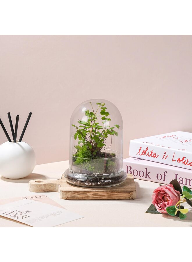 LAMAY Glass Cloche for Indoor Plants Terrarium with Air Hole Base Mini Cloche Dome for Display Home Decor 6.63inch - Image 2