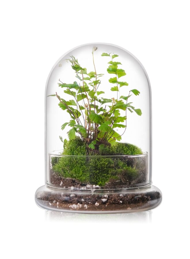 LAMAY Glass Cloche for Indoor Plants Terrarium with Air Hole Base Mini Cloche Dome for Display Home Decor 6.63inch - Image 1