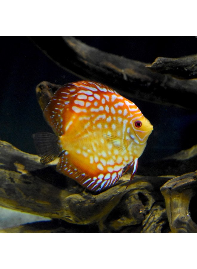 سي تشيم Seachem Discus Buffer 500 جرام، أبيض - Image 3