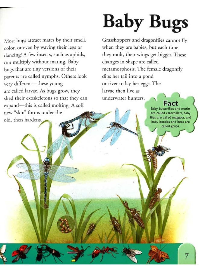 Bugs Dictionary : An A To Z Of Insects And Creepy Crawlies - Image 4
