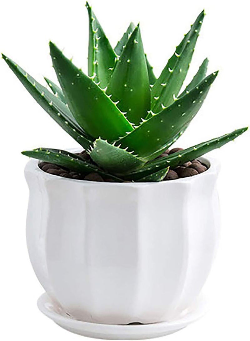 GGOOT 100Pcs Aloe Seeds Perennial Aloe Vera Plant Balcony Garden Potted Bonsai Plant Home Office Indoor Desk Windowsill Decor Aloe Seeds  - Image 5