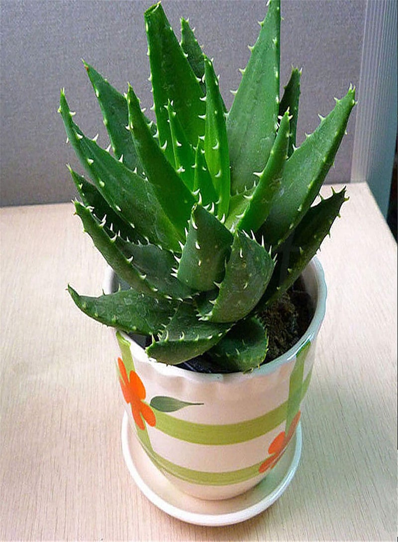 GGOOT 100Pcs Aloe Seeds Perennial Aloe Vera Plant Balcony Garden Potted Bonsai Plant Home Office Indoor Desk Windowsill Decor Aloe Seeds  - Image 3