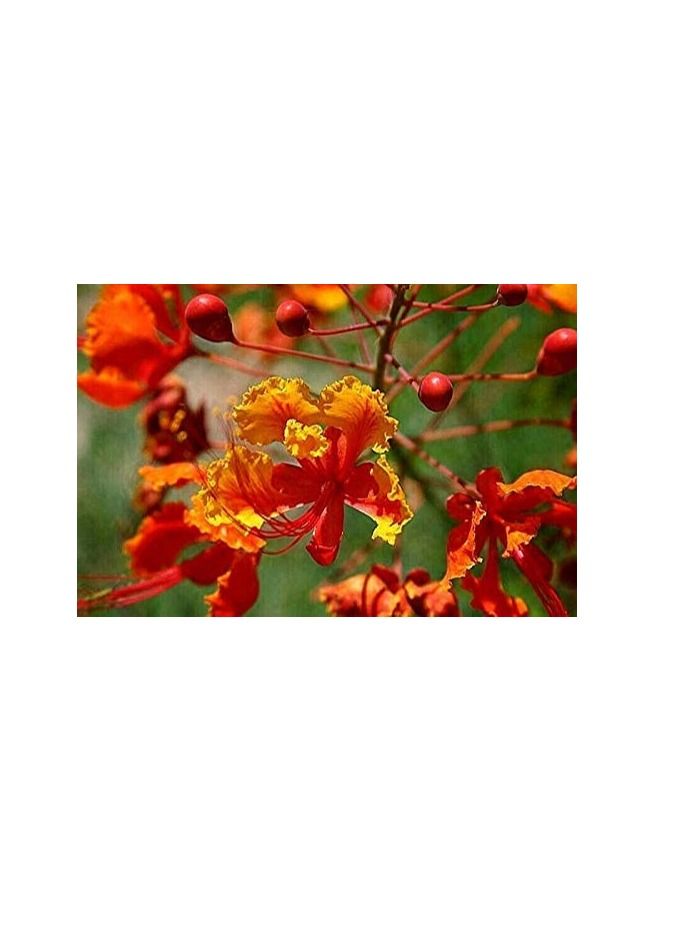 Red Bird of Paradise Caesalpinia Pulcherrima Barbados Peacock Flower Jocad (10 Seeds) - Image 3