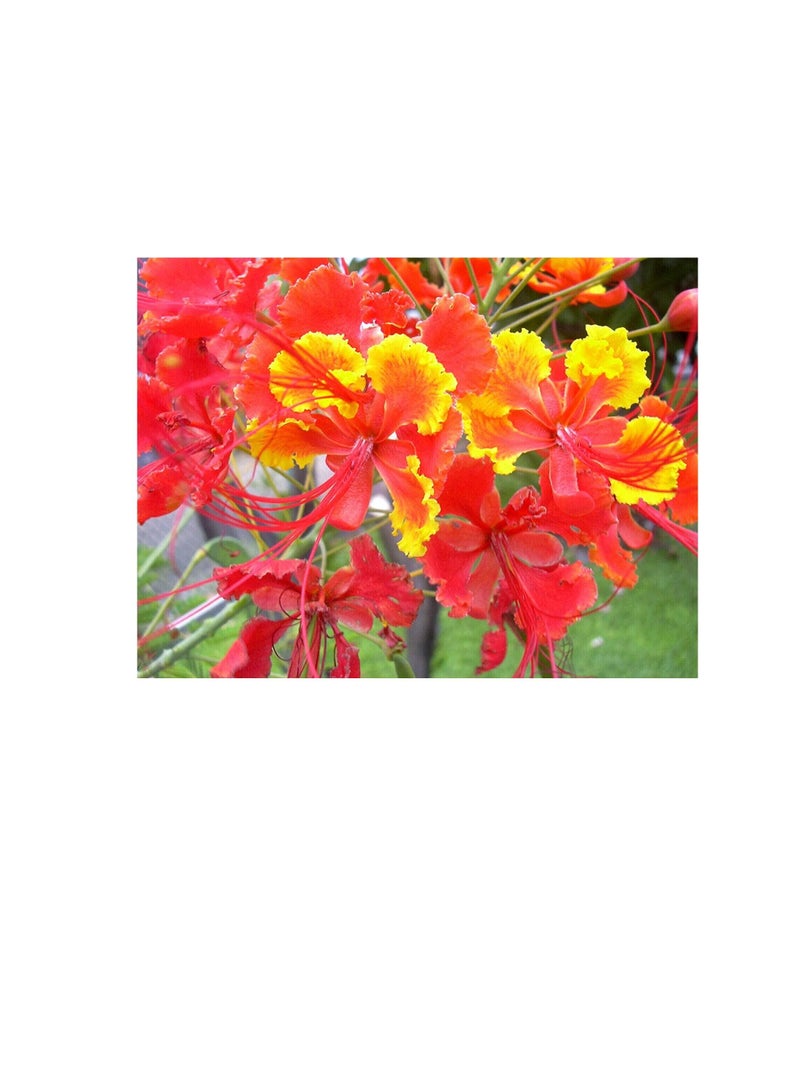 Red Bird of Paradise Caesalpinia Pulcherrima Barbados Peacock Flower Jocad (10 Seeds) - Image 1