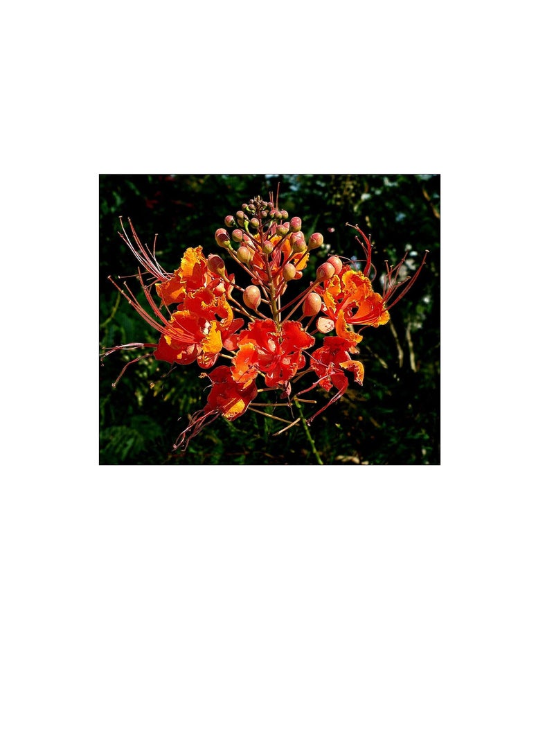 Red Bird of Paradise Caesalpinia Pulcherrima Barbados Peacock Flower Jocad (10 Seeds) - Image 2