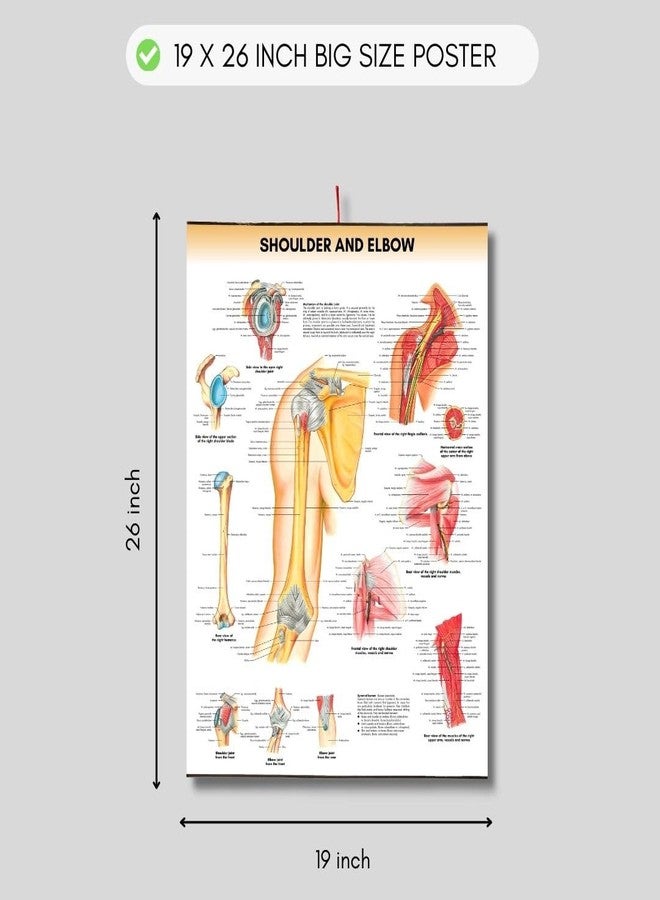 مخطط تشريح الكتف والمرفق، ملصق علم الأحياء البشري، ملصق لطلاب الطب، ملصق تشريحي للكتف والمرفق، ملصقات تشريحية للجلد، ملصقات تشريحية للأعضاء الحيوية - Image 4